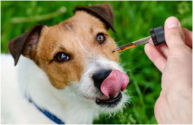 CBD oil to keep your dogs healthy, fit, energetic, and active